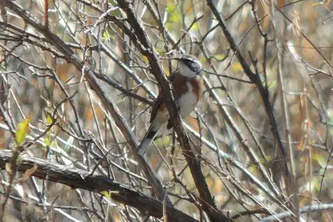 Bolivian Warbling Finch