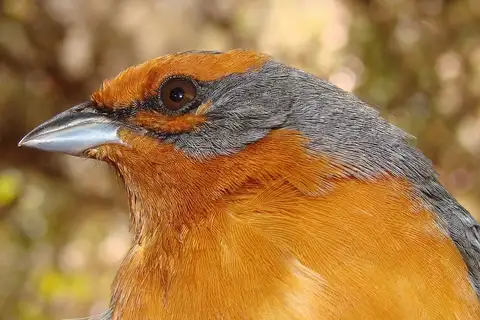 Cochabamba Mountain Finch