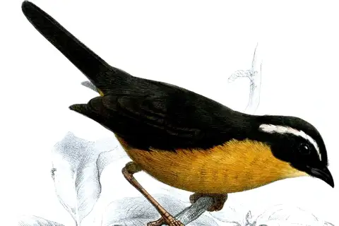 Slaty-backed Hemispingus