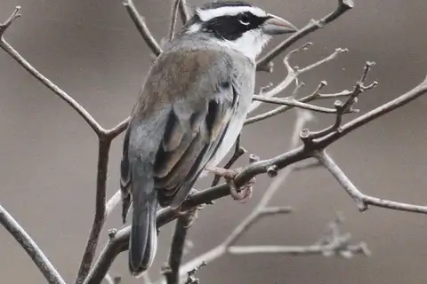 Collared Warbling Finch