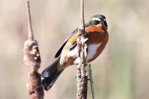 Black-and-rufous Warbling Finch