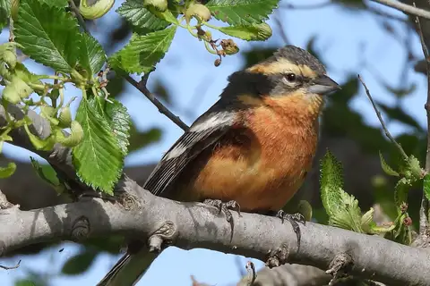 Cinnamon Warbling Finch