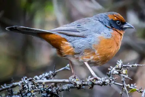 Rufous-breasted Warbling Finch