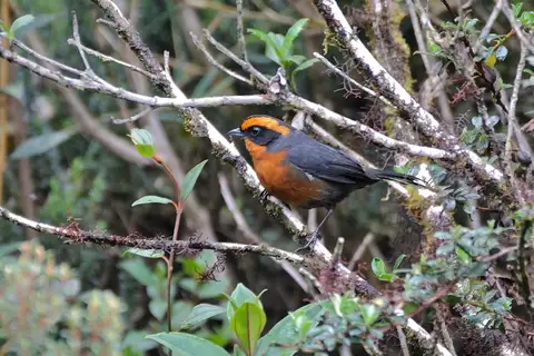 Rufous-browed Hemispingus