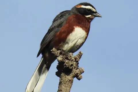 Black-and-chestnut Warbling Finch