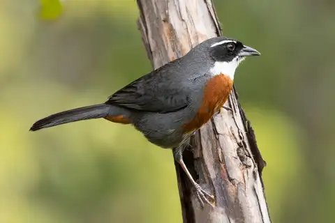 Chestnut-breasted Mountain Finch