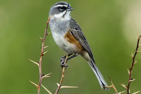 Rufous-sided Warbling Finch