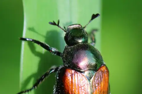 Japanese Beetle