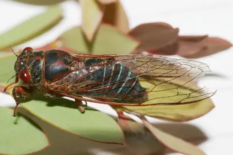 Blue-banded Scratcher
