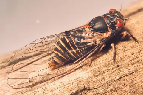 Southern Red-eyed Squeaker