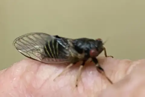 Subtropical Red-eyed Squeaker
