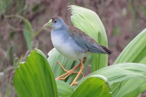 Azure Gallinule