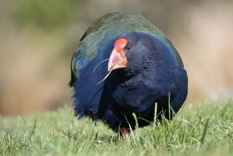 South Island Takahe