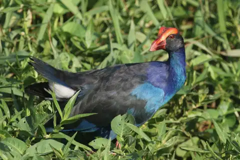 Black-backed Swamphen