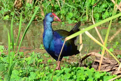 African Swamphen