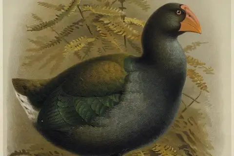 North Island Takahe
