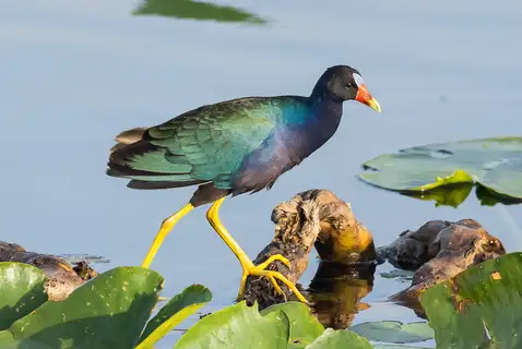 Purple Gallinule