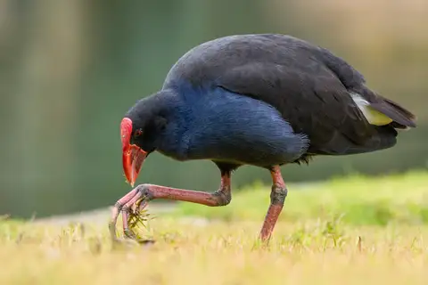 Australasian Swamphen