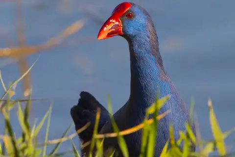 Purple Swamphen