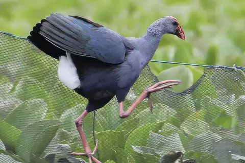 Philippine Swamphen