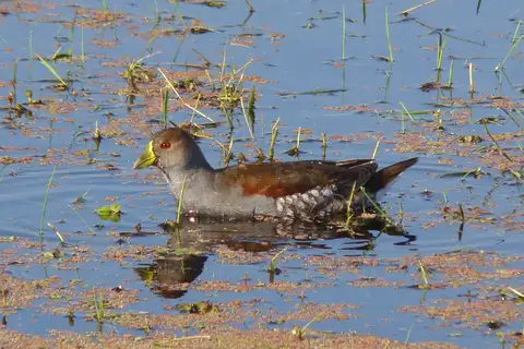 Spot-flanked Gallinule