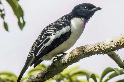 Purple-throated Cotinga