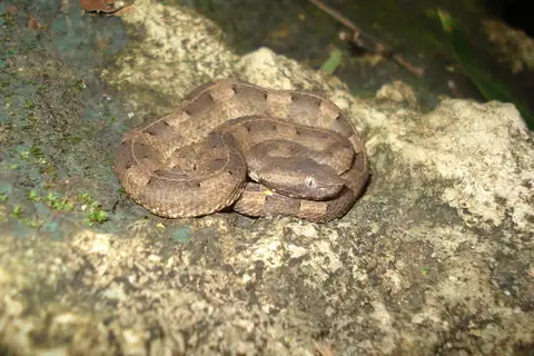 Lansberg's Hognose Viper