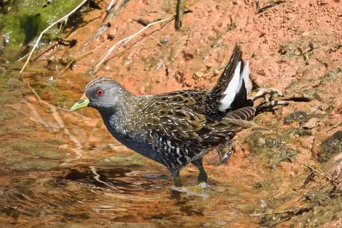 Australian Crake