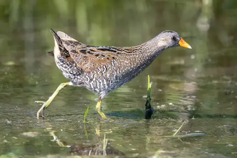 Spotted Crake