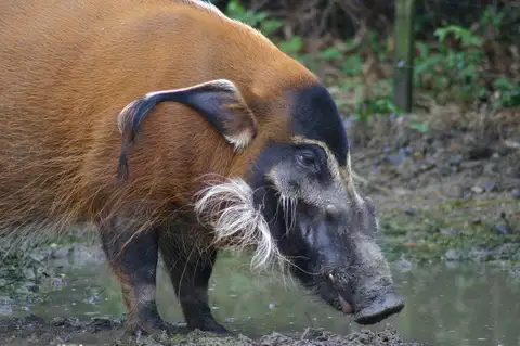 Red River Hog