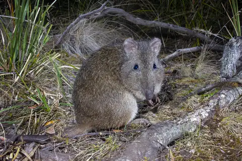 Long-nosed Potoroo