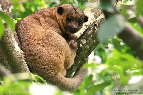 Kinkajou