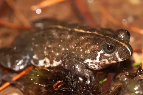 Montane Marsh Frog