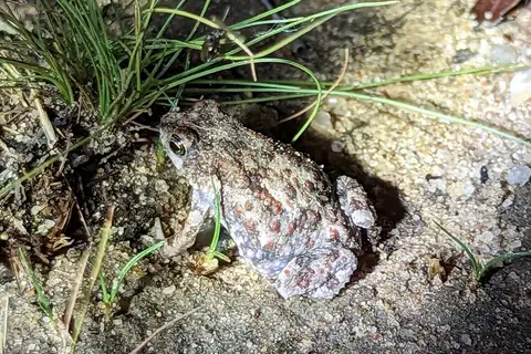 Beira Pygmy Toad