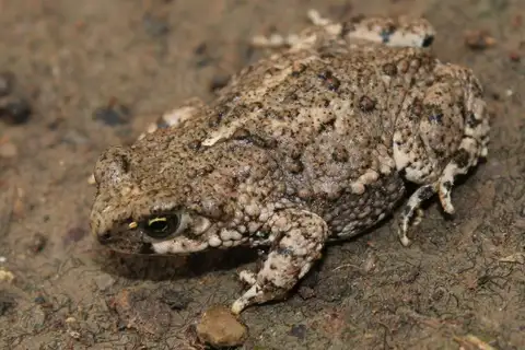 Southern Pygmy Toad