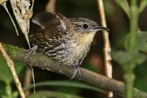 White-throated Barbtail