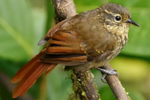 Rusty-winged Barbtail