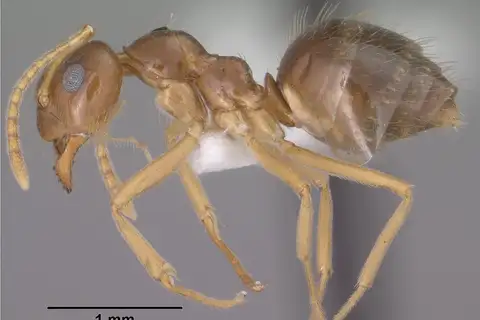American Winter Ant
