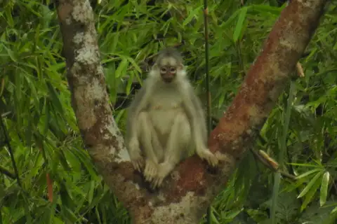 Southern Mitered Langur