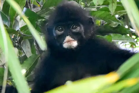 Robinson’s Banded Langur