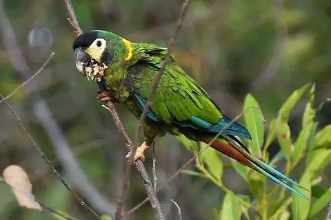 Golden-collared Macaw
