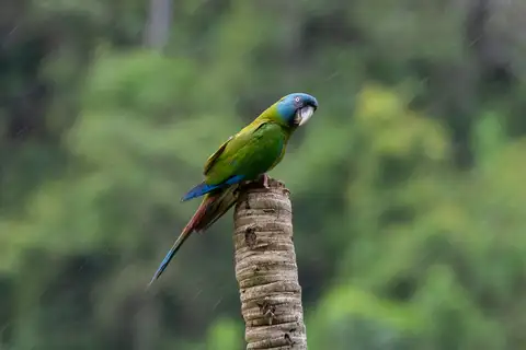 Blue-headed Macaw