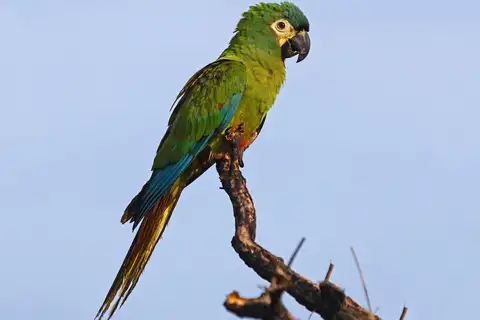 Blue-winged Macaw