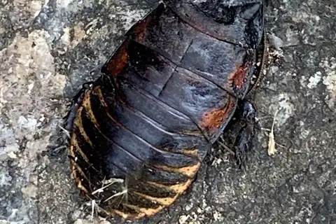 Vibrant Hisser
