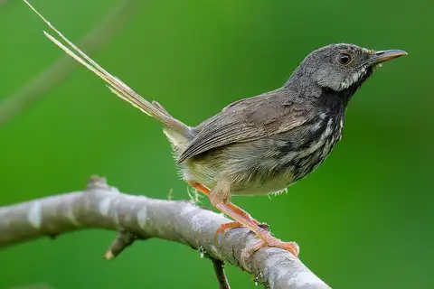 Black-throated Prinia