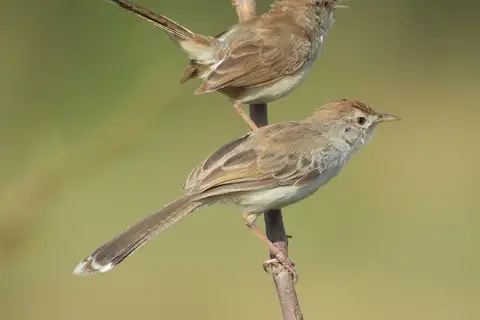 Rufous-fronted Prinia