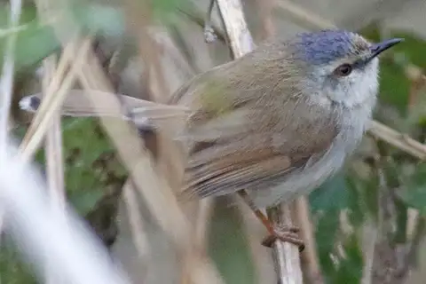 Grey-crowned Prinia