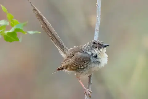 Burmese Prinia