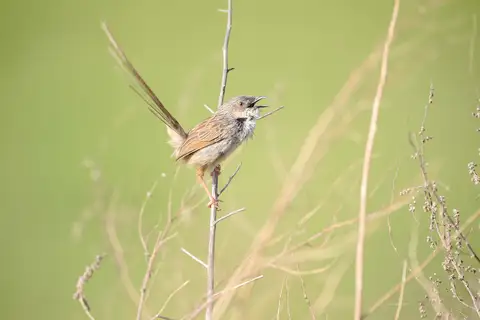 Himalayan Prinia