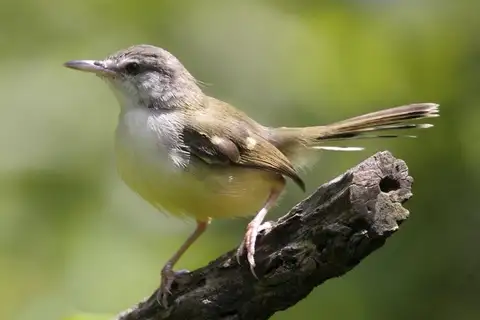 Bar-winged Prinia